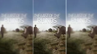 Rhinos Without Borders: Documentary Films