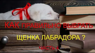 🐕📝🐾 Как правильно выбрать щенка лабрадора? ЧАСТЬ 4