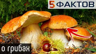 ⭐️ 5 фактов о ГРИБАХ, которые НУЖНО ЗНАТЬ всем грибникам!