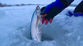 ВОТ ЭТО сабли ГНУТ КИВОК ДУГОЙ зимняя рыбалка на ЧЕХОНЬ