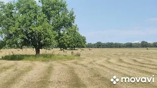 1✅ ЖИЗНЬ В ДЕРЕВНЕ🌞 сенокос 2022🌾🌱🌞