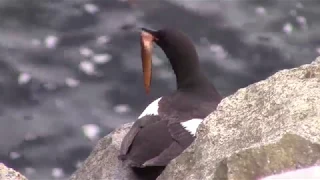 Guillemot feeding