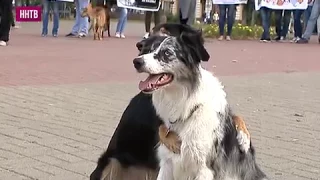 В рамках Всероссийской акции «Закон нужен сейчас» прошел митинг в поддержку бездомных животных