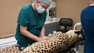 Cheetah Surgery: Less-Graphic Version