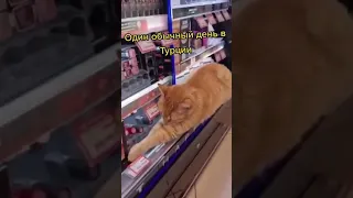 Обычный день кота в Турции ##shorts #cat #кот #котики #турция