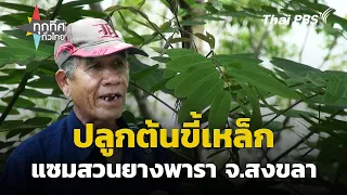 ปลูกต้นขี้เหล็กแซมสวนยางพารา จ.สงขลา | ทุกทิศทั่วไทย | 1 พ.ค. 67