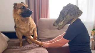 German Shepherd Pranked By Crocodile Mask!