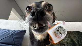 New Funny Animals 2024 🤣😅 Funniest Cats and Dogs 😻🐶 Part #38