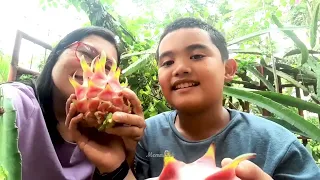 Dragon Fruit/Pitaya: Exotic delight for health, beautiful addition to home garden/How to Propagate