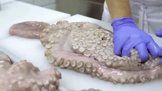 The Intriguing World of Octopuses.