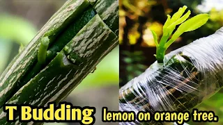 Lemon 🍋 Graft on Orange 🍊 Tree // T Budding Grafting // How to Graft Citrus Plant.