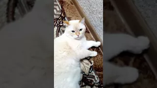 Самый толстый кот в мире и злой