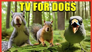 DOG TV: Videos for Dogs (12 Hours of Videos of Birds for Dogs' Separation Anxiety) - Prevent Boredom