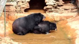 Sun bear mating or ... , Tiger Temple, Thailand. Ed. 1.