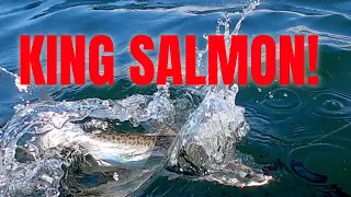 Red Hot King Salmon Bite At Folsom: How To Hook Landlocked Kings Consistently! #fishing #salmon