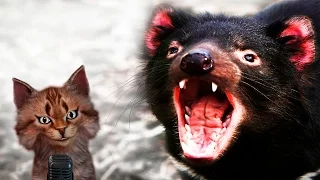 Тасманийский дьявол | Самое интересное и позновательное про животных для детей | Семен Ученый