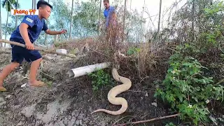 Catch the Giant Golden King Cobra | Fishing TV