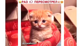 ЛУЧШИЕ ПРИКОЛЫ 2019 СЕНТЯБРЬ #2 САМЫЕ СМЕШНЫЕ ВИДЕО ПРИКОЛЫ