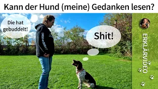 Hundeerziehung ➡️ Kann der Hund (meine) Gedanken lesen? ➡️ Erklärvideo ✔️