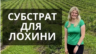 Субстрат для вирощування лохини