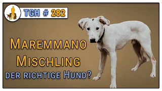 Maremmano oder nicht? - Ist es der richtige Hund für mich - TGH 282