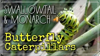 Monarch and Swallowtail Butterfly Caterpillars