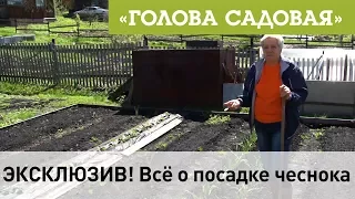 Голова садовая - ЭКСКЛЮЗИВ! Всё о посадке чеснока