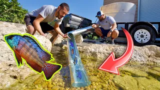 COLORFUL FISH ROLLERCOASTER Stocks NEW POND!