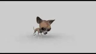 Chihuahua