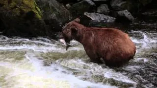 Brown Bear with Cubs catching salmon Anan Creek Alaska 2013