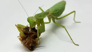 MANTIS SEES and BIG COCKROACH 【WARNING LIVE FEEDING】