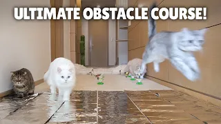Ultimate Cat Obstacle Challenge! | Kittisaurus