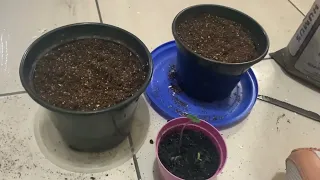 PREPARANDO O SOLO PARA SUAS PLANTAS