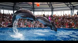 Дельфинарий Сочи парк. Полное видео представление.