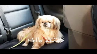 Hello 2023 : Pookie the Pekingese 1st vlog in 2023
