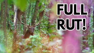 Full Rut- Fallow Buck - Bowhunting Fallow Deer in Hungary