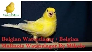Belgian Waterslager / Belgian Malinois Waterslager training song vol. 2