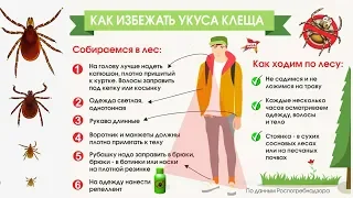 КЛЕЩИ. Что будет, если УКУСИТ КЛЕЩ? Как КУСАЕТ КЛЕЩ? Как вытащить КЛЕЩА?