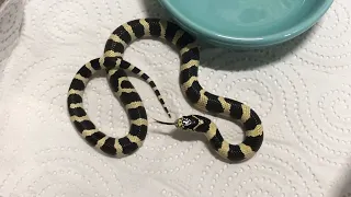 Злая змея, трещит на меня хвостом! Королевская Калифорнийская (Lampropeltis californiae)