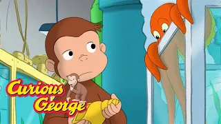 An Octopus Mystery 🐵 Curious George 🐵 Kids Cartoon 🐵 Kids Movies 🐵 Videos for Kids