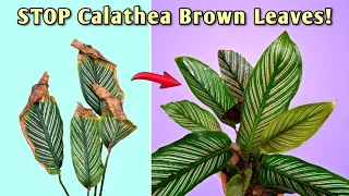 STOP Calathea Brown Leaf Tips - 5 ESSENTIAL Calathea Plant Care