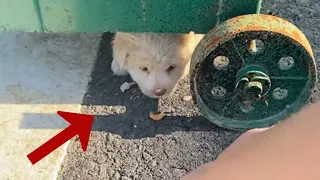 Hiding under the trash can, the puppy trembled and cried because of cold and hunger