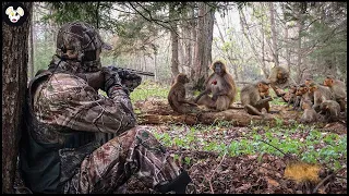 How Farmers Deal With Millions Of Invasive Baboons | Farming Documentary