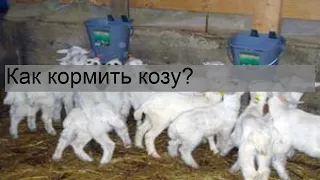 Как кормить козу?