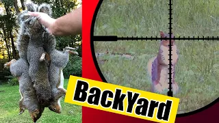 BackYard PEST CONTROL with Airguns and Scope Cam - Squirrels Down