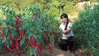 【二米炊烟】🔥Chili Pepper🔥 屋簷下那幾串紅辣椒，見證一年了的鮮活與紅火