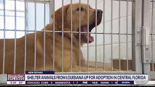 Shelter animals from Louisiana up for adoption in Central Florida