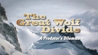 The Great Wolf Divide: A Predator's Dilemma (Trailer)