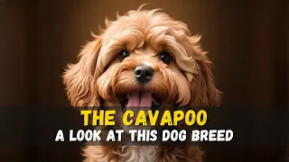 The Cavapoo: A Guide