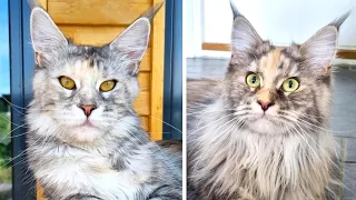 Cat Sisters Meet After 9 Months Apart - Do They Recognize Each Other?